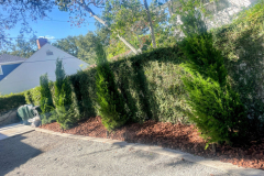 ziggi-landscaping-54
