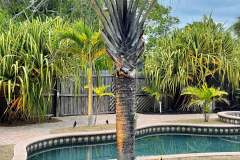 ziggi-landscaping-91